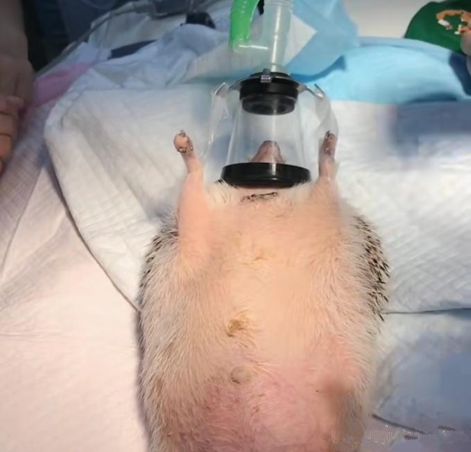 刺猬肚子胀气肚子很大,刺猬肚子鼓起大包