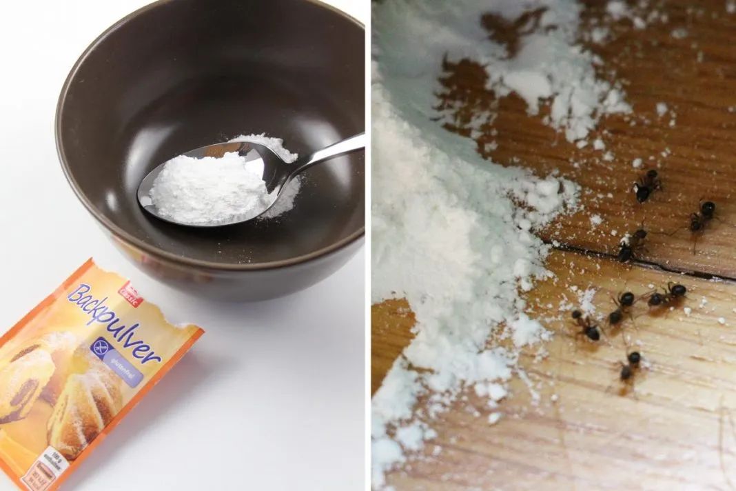 养花遇虫害别怕一碗肥皂水就解决,养花预防虫子的方法是什么