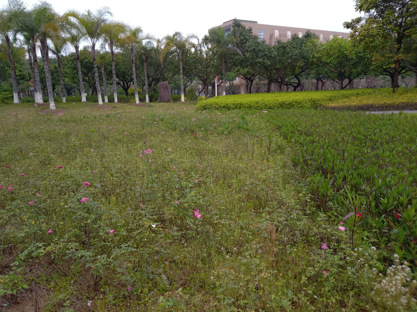 福州大学就像一座大公园，风景美到爆！最美的世界一流学科院校