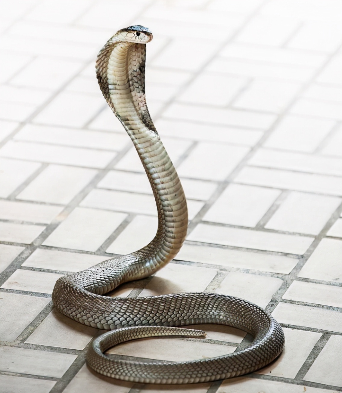 海关截获4米长的巨型眼镜王蛇,江苏眼镜王蛇