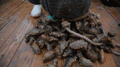 一分钱一分货的海参,怎样能买到便宜正宗海参