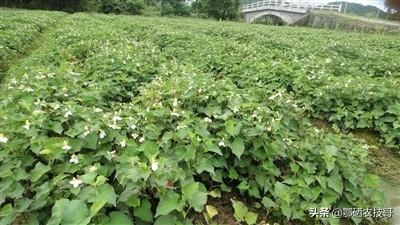 鱼腥草属于哪一科草本植物,鱼腥草是万根草吗