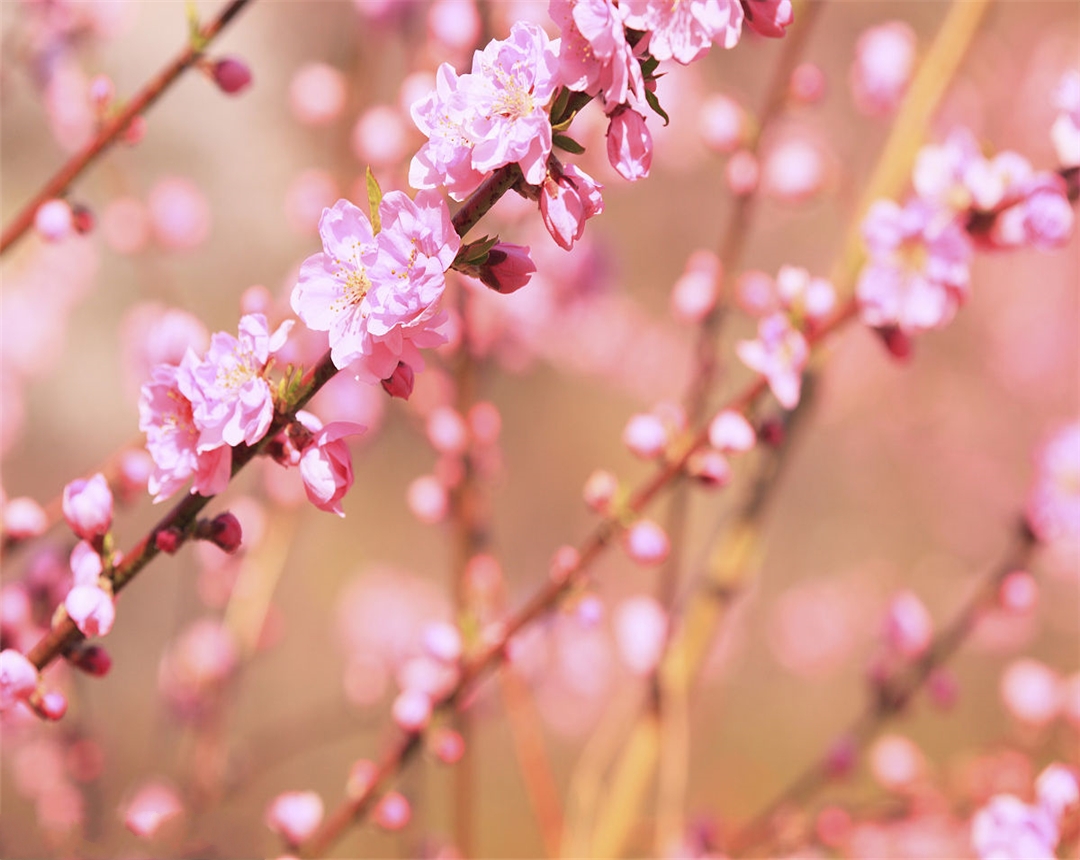 盆栽桃花养殖方法,桃花盆栽怎么养