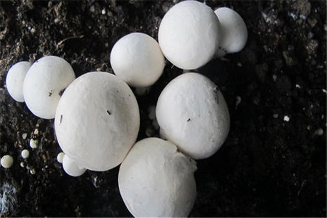 蘑菇栽培技术和管理,蘑菇栽培技术指导视频