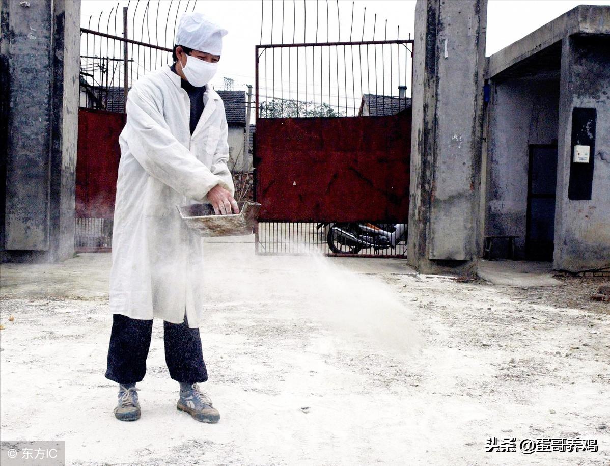 禽流感正高发,养鸡的防控形势