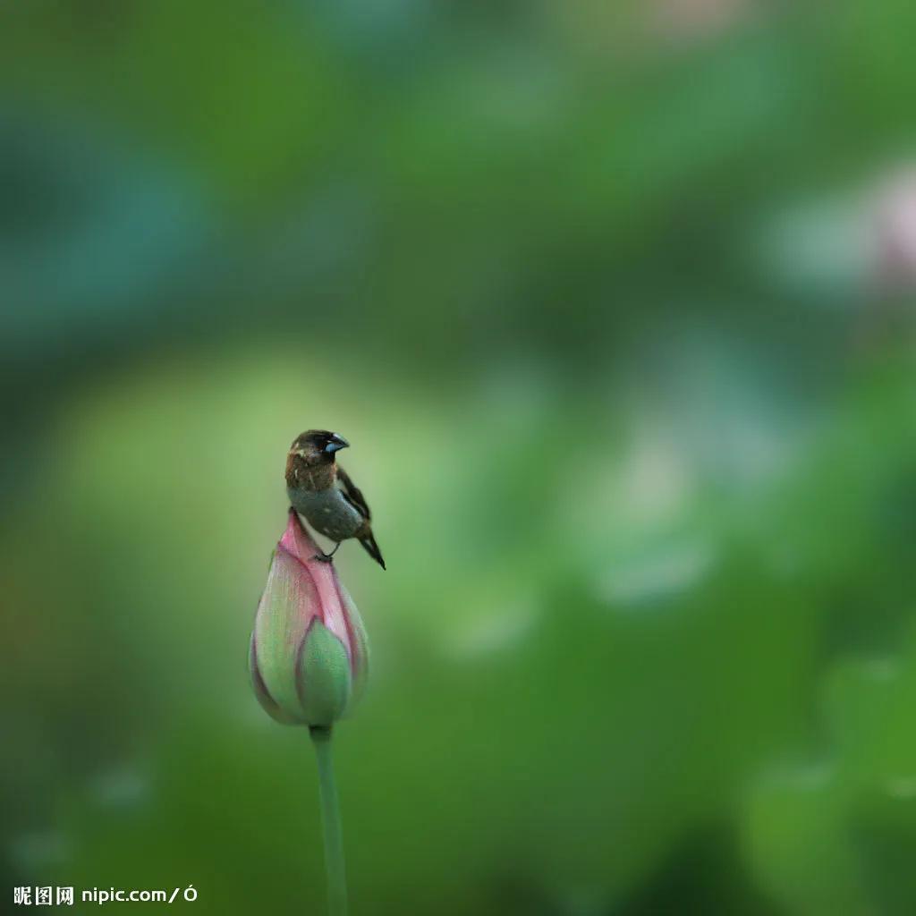 佛系最唯美的荷花图片,清新淡雅的荷花图片大全