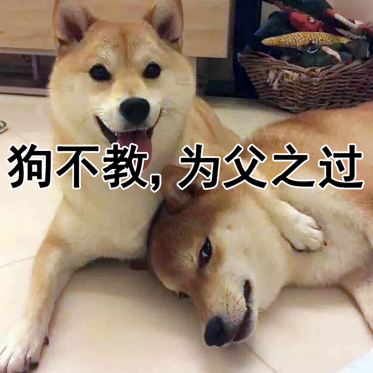 “你太苟了”表情包：做人就是要苟且偷生啦