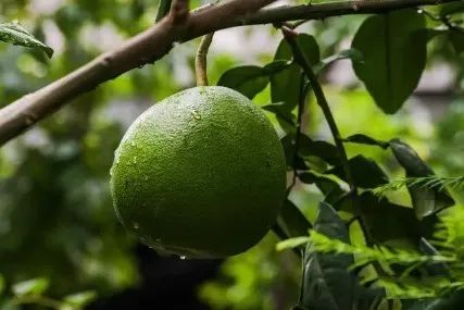 江西十大名水果,江西的十大水果