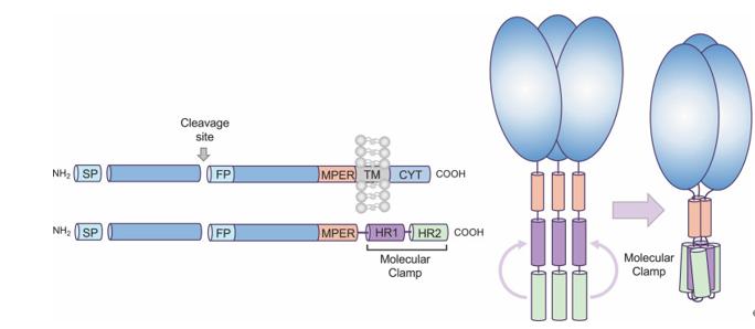 澳洲新冠疫苗最新信息,澳洲疫苗hiv