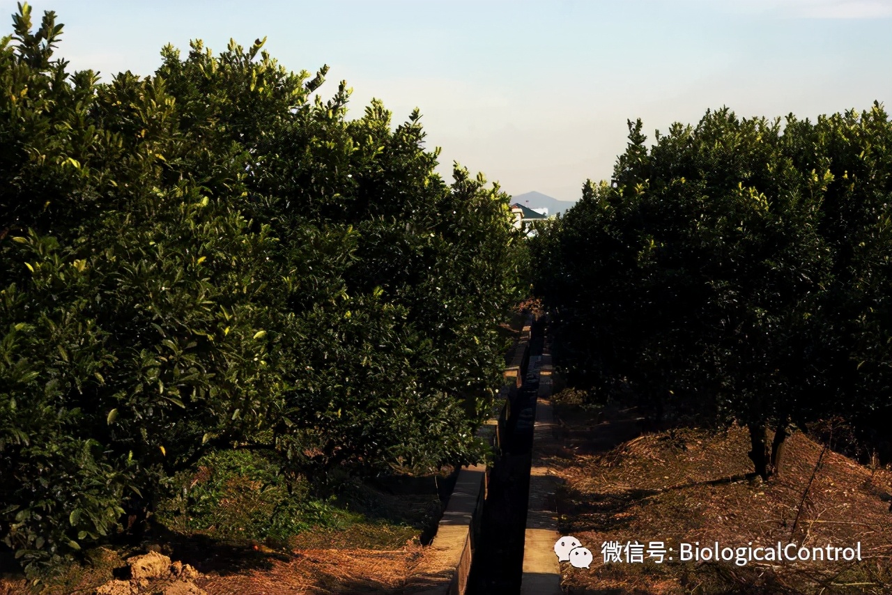 防治果树煤烟病用什么药,冬季果树炭疽病用什么药