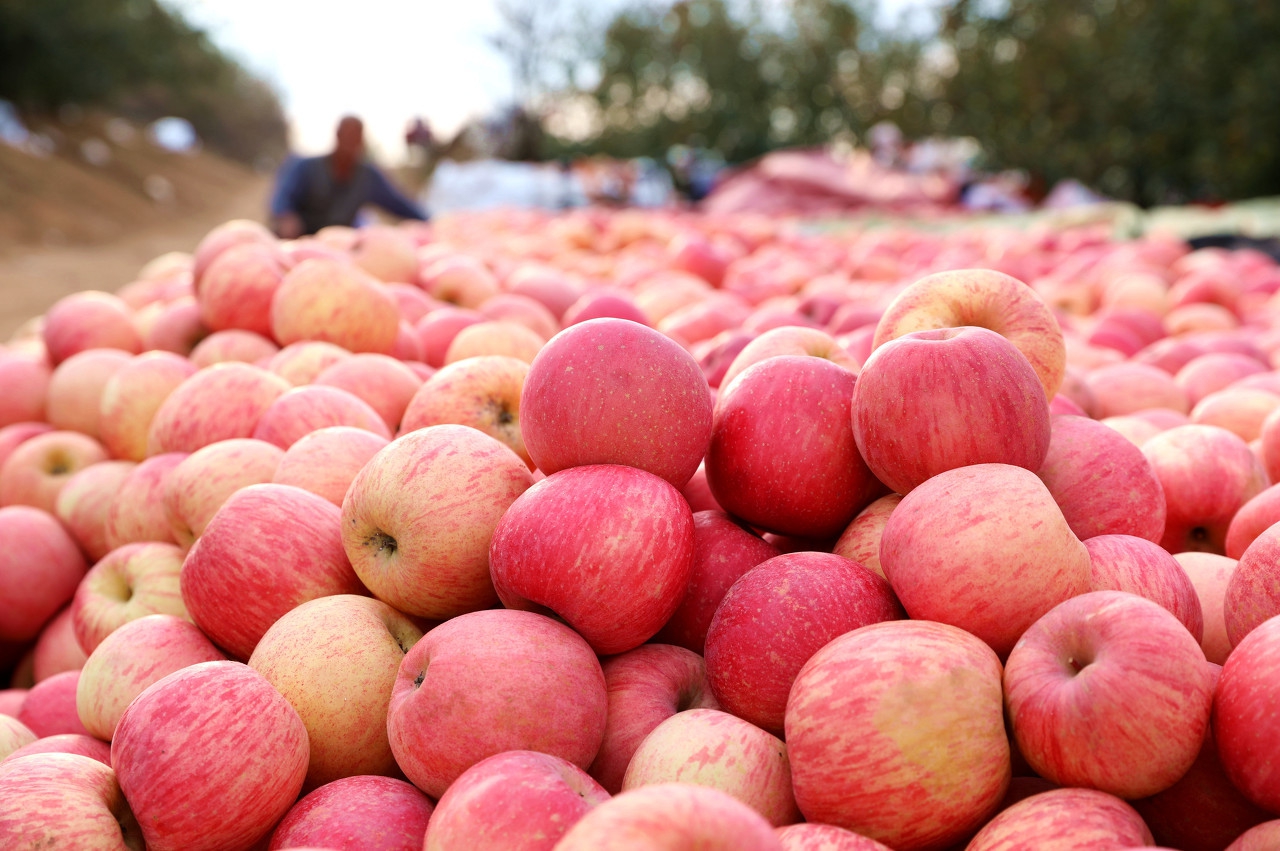 中庄苹果谷,中庄镇苹果