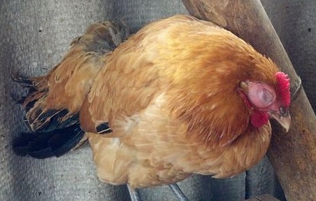 鸡眼肿流泪特效药有哪些,鸡眼肿流泪喂什么药