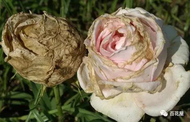 养月季花花叶发黄怎么办,养月季树枝全部干了怎么回事