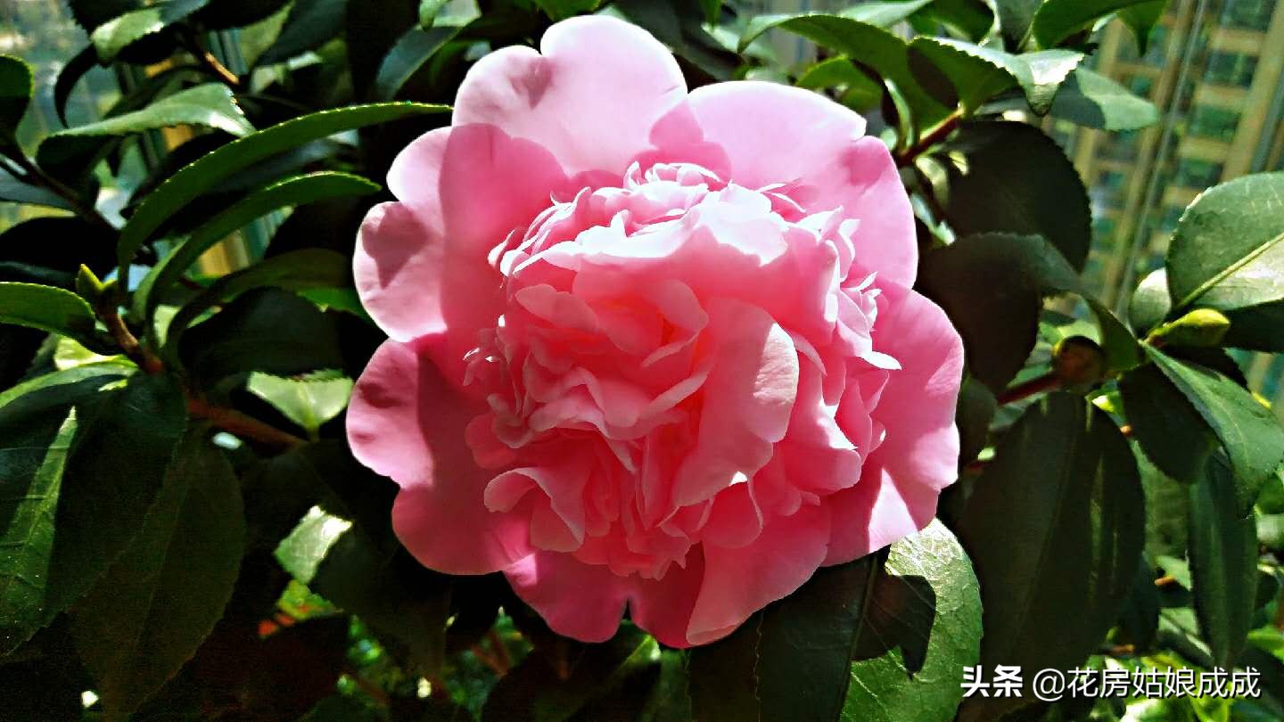 平时怎么打理家里的花花草草,家里没人了花草怎么办
