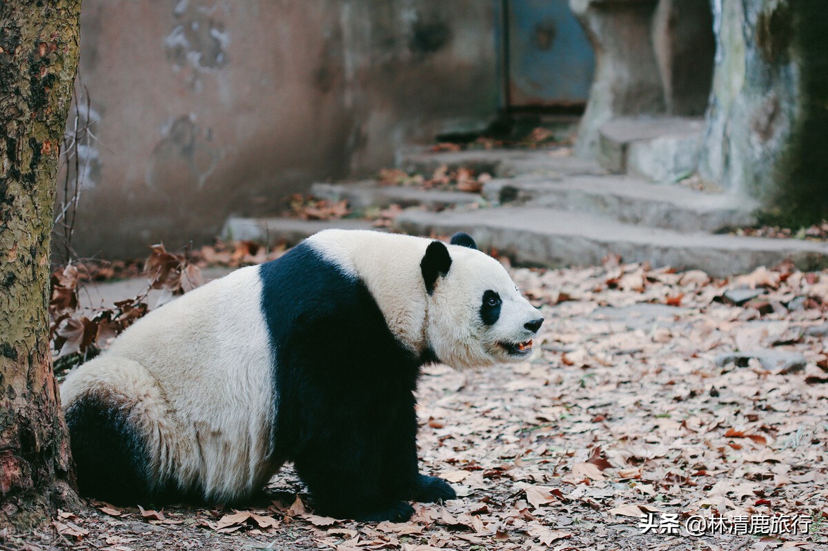 河南最适合度假居住的景区,河南神仙谷旅游景区