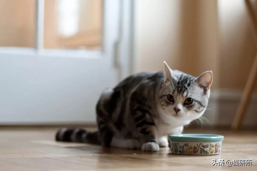 新猫到家不吃不喝怎么办,猫不吃不喝躲在角落