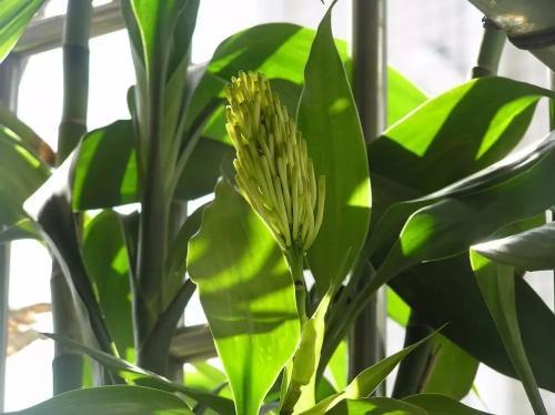 家养富贵竹用什么肥,家养富贵竹开花好吗