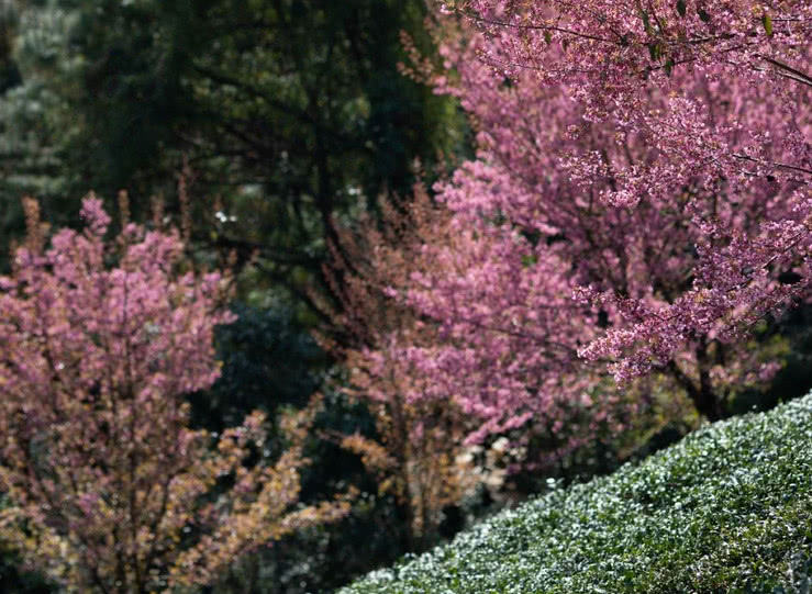 南涧樱花谷什么时候去最热闹,国内最美的樱花谷