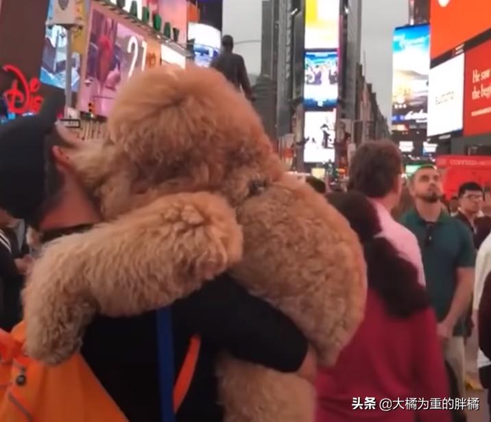 巨贵犬长大还拆家吗,巨贵犬会变成天使吗