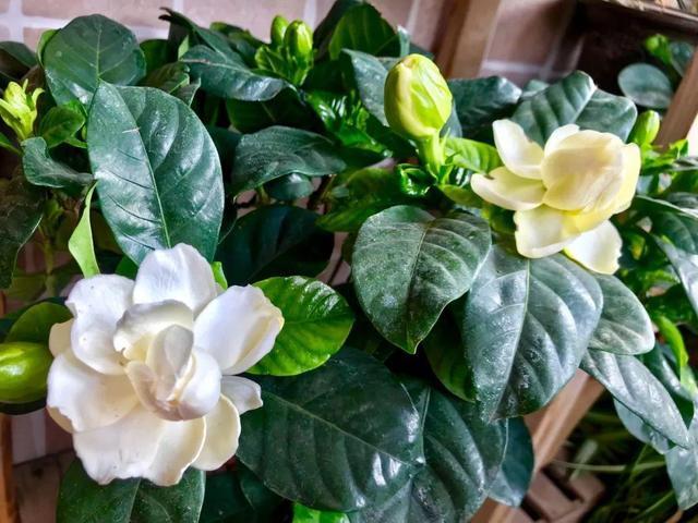 沤肥的最简单方法,豆渣做肥料教你不臭沤肥法