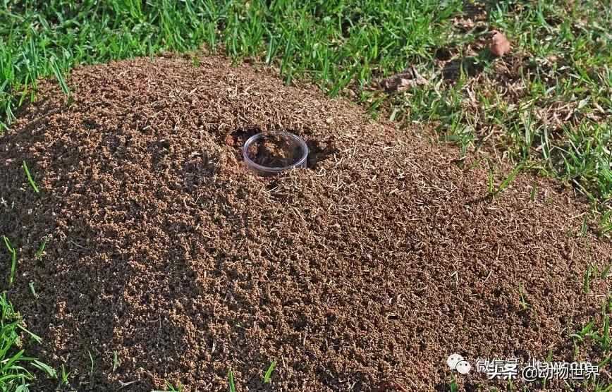 消灭入侵红火蚁,红火蚁入侵完整版