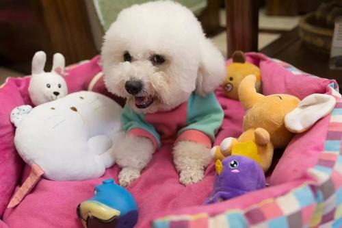 比熊这5个肢体语言，是在暗示你，它很爱你