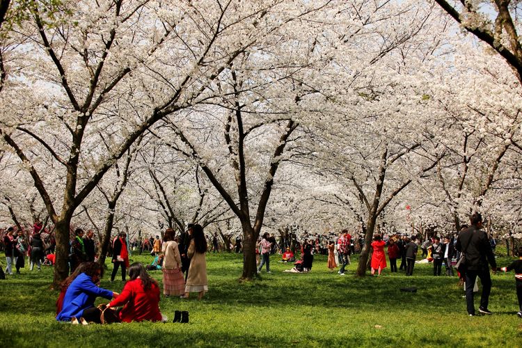 鑻遍泟褰掓潵妯辫姳鏈夌害,妯辫姳鐩涘紑鑻遍泟褰掓潵瀹屾暣瑙嗛