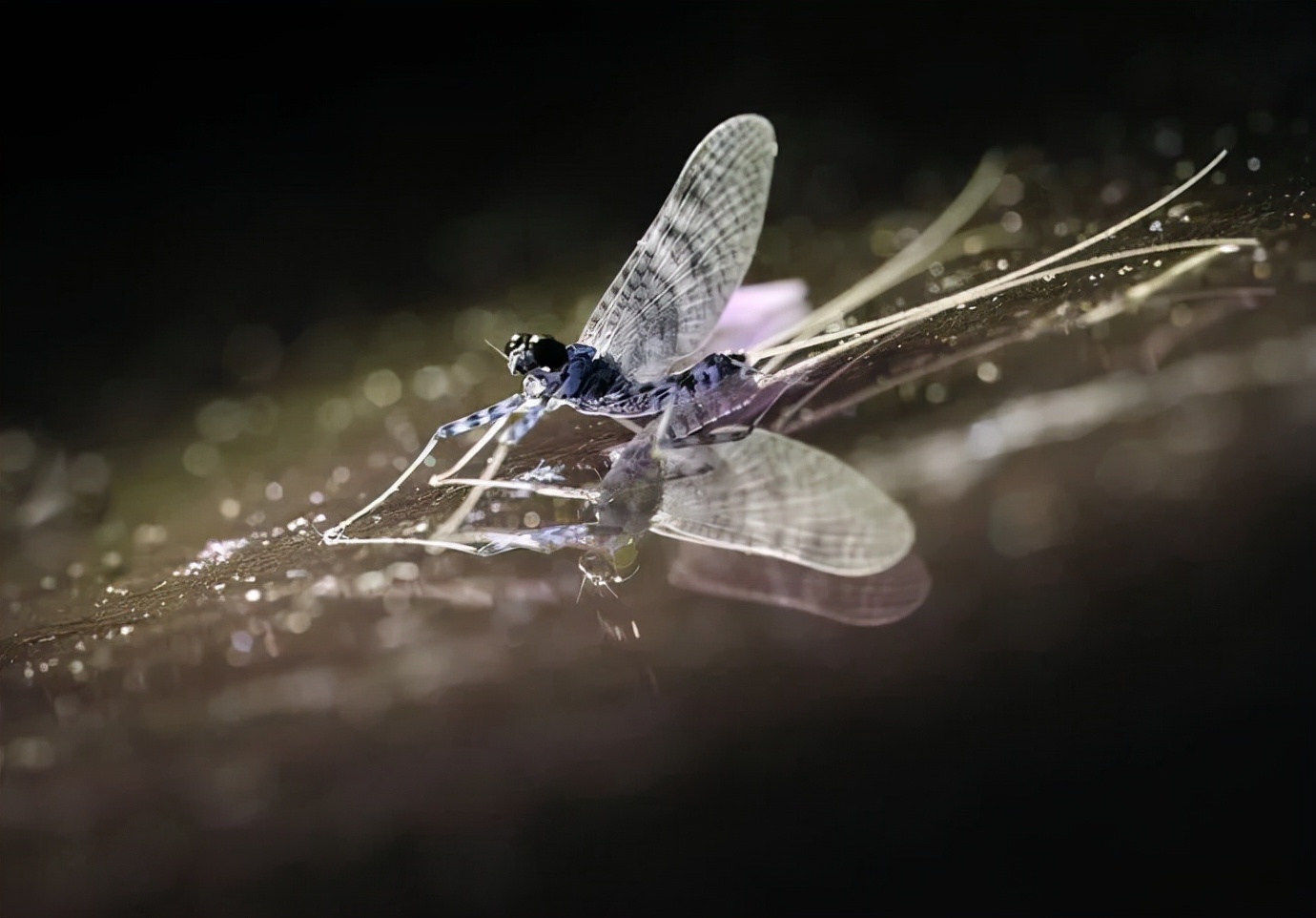 邓州大量飞蛾聚集的原因,邓州一桥面出现大量飞蛾
