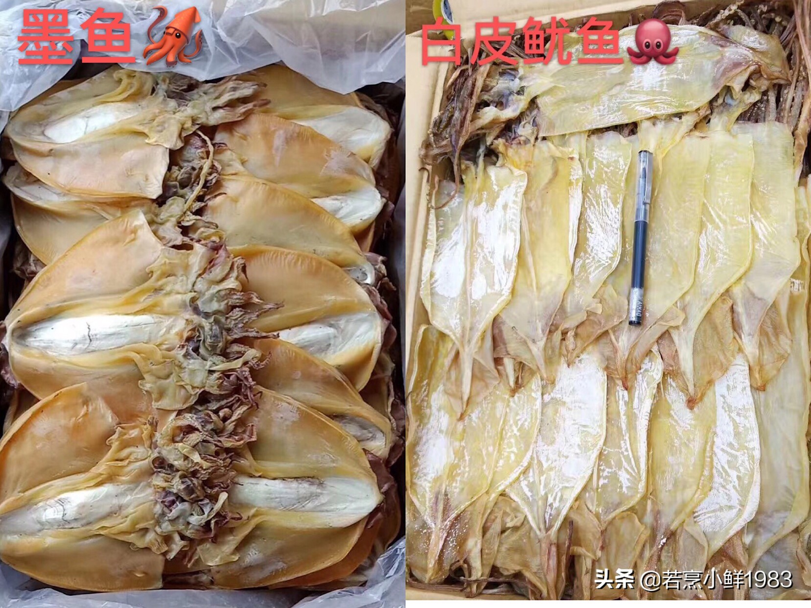 鱿鱼和墨鱼有什么区分呢,鱿鱼和墨鱼怎么样区分