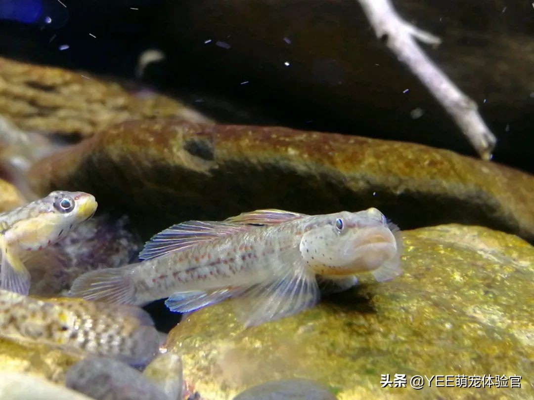 养鱼为何要硝化细菌,养鱼需不需要硝化细菌