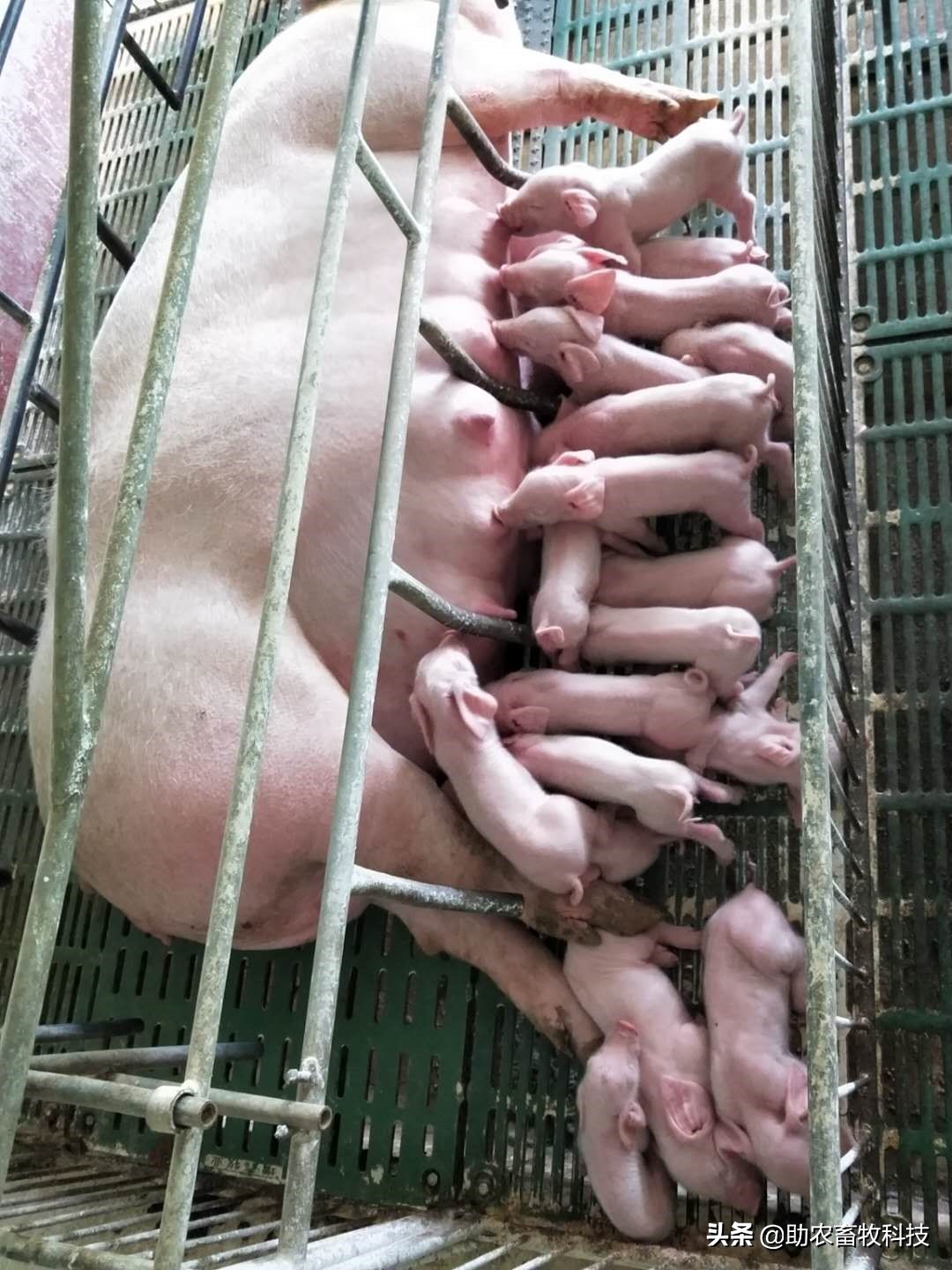 原创运用中草药防治非洲猪瘟有效吗？组方和有效防治措施分享