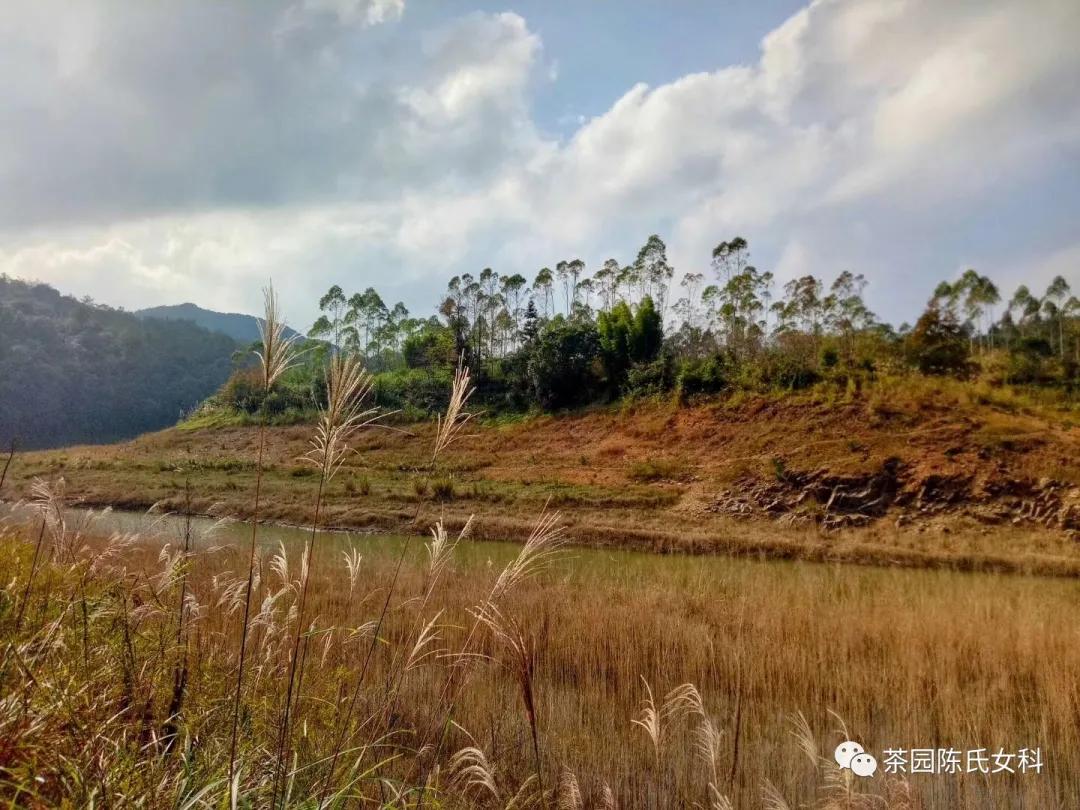 月经期间吃什么养子宫和卵巢,月经太少吃什么补得快