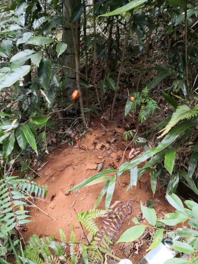 马蜂可以泡几次,马蜂特别多