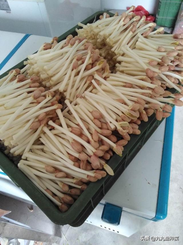 水培花生芽的销路,想学水培花生芽
