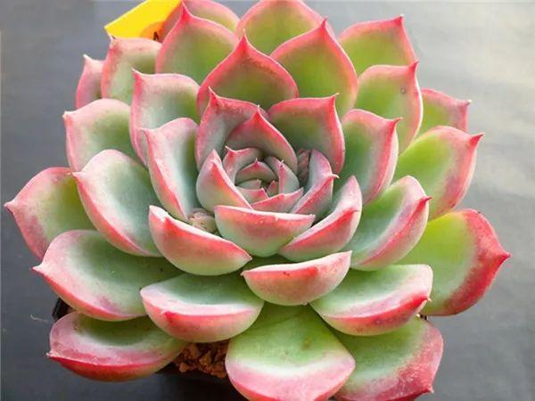 几款好看又好养的多肉,好养且易爆盆的多肉