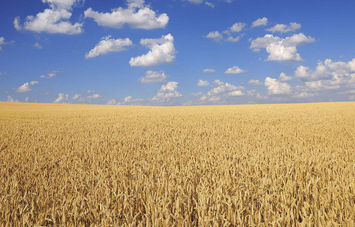 低筋粉高筋粉淀粉生粉的区别,高筋面粉和生粉的区别