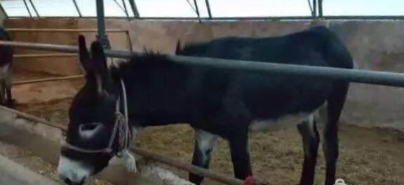 天下第一黄土高原,天下第一黄土高原是哪里