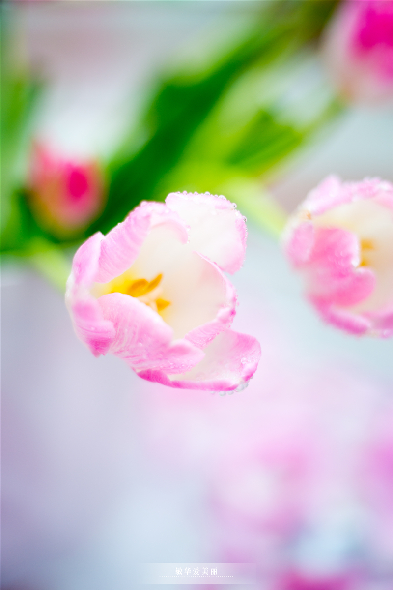 百万葵园攻略地图大全,百万葵园游玩注意事项