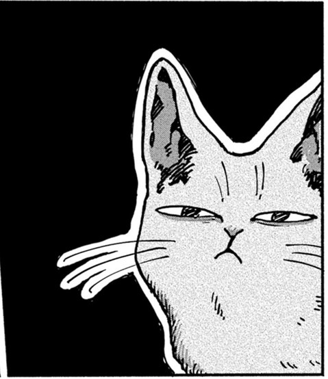 清新治愈！和3只猫一起生活的日子！又要骗我养猫！