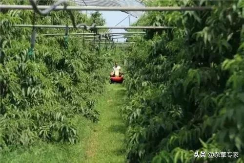 葡萄园杂草可以用氰氟草酯吗,葡萄园杂草用什么除草剂最好