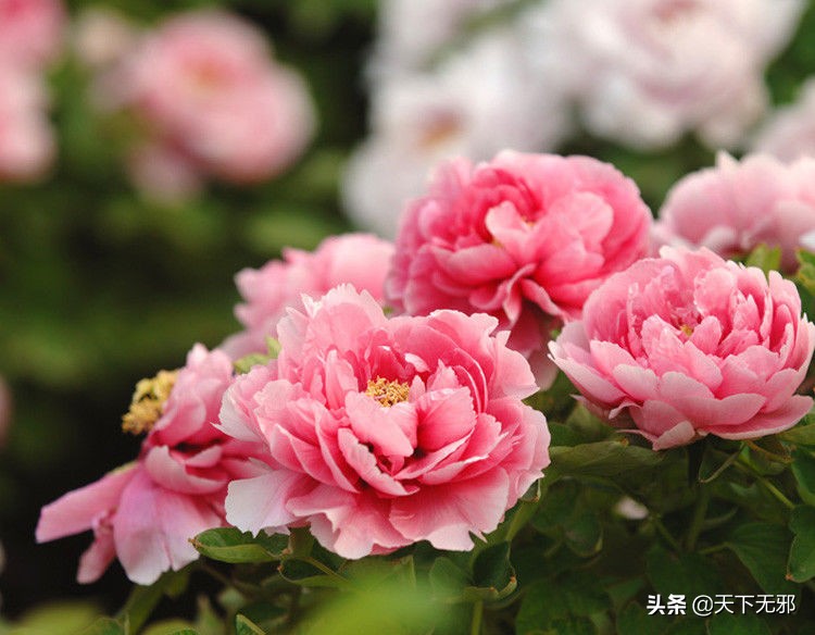 中国科学家对李政道的评价,中国科学史李申书评