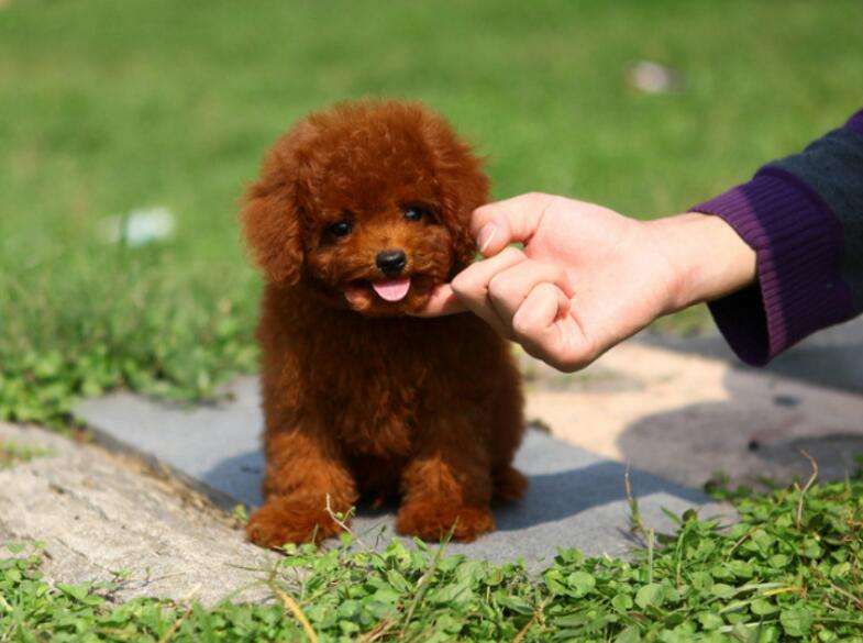 泰迪犬饮食吃什么比较好,泰迪犬饮食注意事项