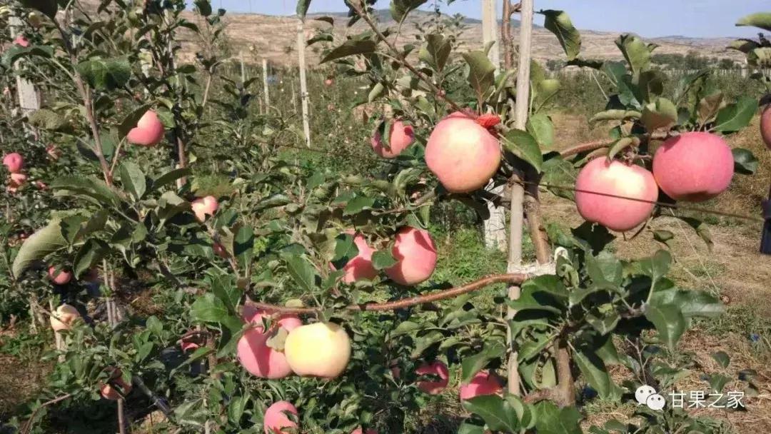 最常见的苹果5个品种,各种类型苹果
