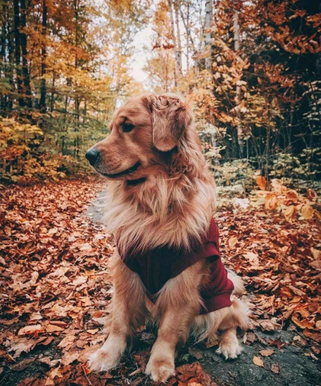 绘画参考素材狗可爱,绘画土狗图片