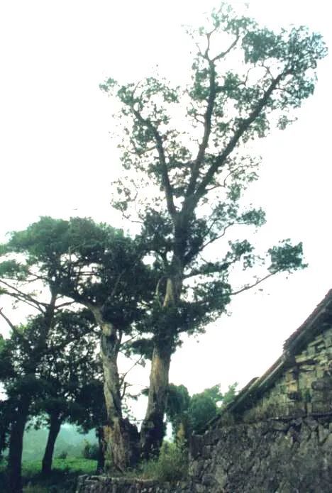 温州乐清900多岁的“树王”，长这样