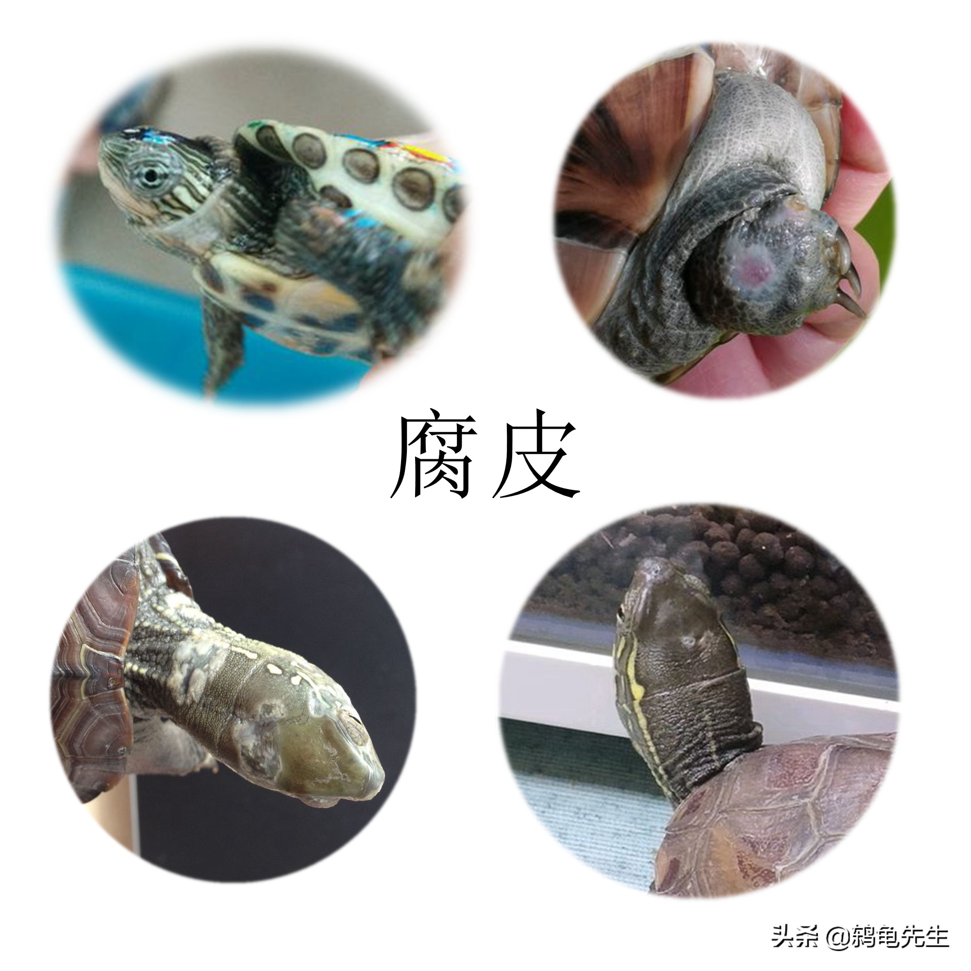 乌龟腐皮腐甲是真菌感染吗,乌龟有了腐皮腐甲会怕水吗