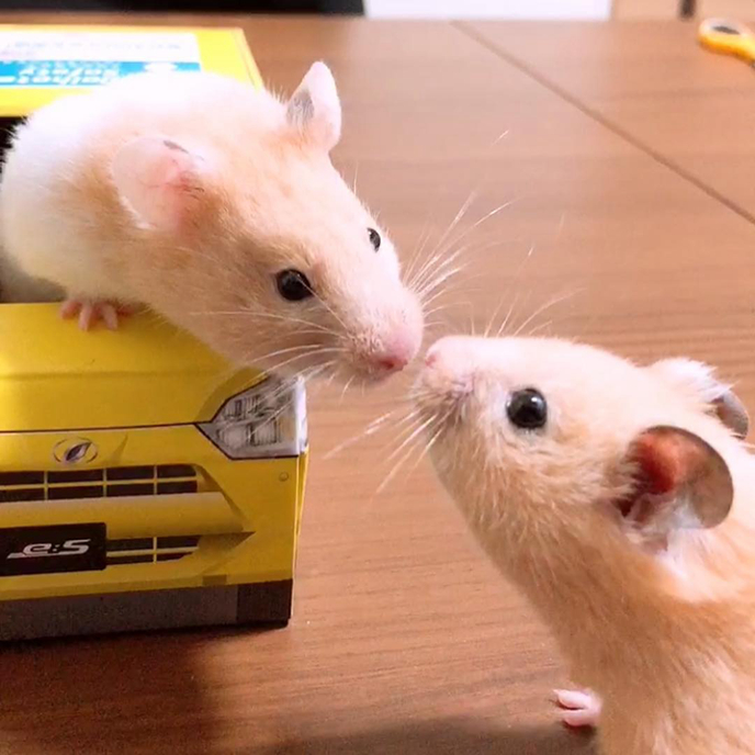 仓鼠的发情期怎么配对,仓鼠发情主人帮忙