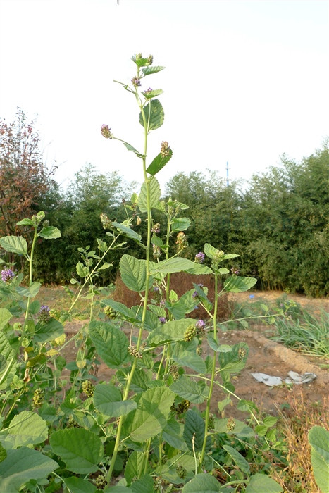 补骨脂治疗白癜风外用方法,补骨脂治白癜风是熬水还是磨粉