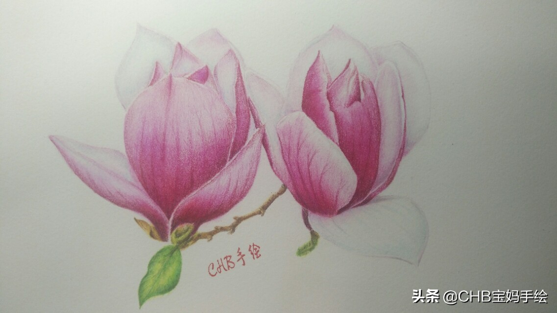 玉兰彩铅画教程图解,零基础彩铅画入门教程桃花