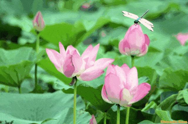 给自己说早安的表情包,早安暖心话表情包